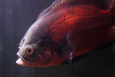 They're a beautiful, active, intelligent species that is great for intermediate fishkeepers. Astronotus Ocellatus | Oscar Fish | Exotic Tropical ...