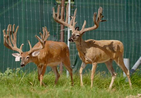 M3 Whitetails Any New Growth In The Buck Pens Deer Breeder In Texas Whitetail Deer For Sale