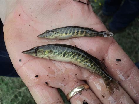 Chain Pickerel Fish Facts A Z Animals