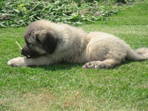 Caucasian Shepherd Puppies For Sale Houston Tx 265053