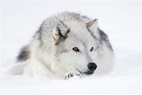 Gray Wolf Canis Lupus In Winter Lying Resting In Snow Photograph By