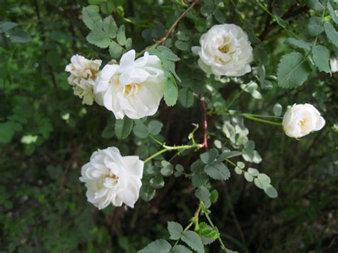White Garden Roses Bush