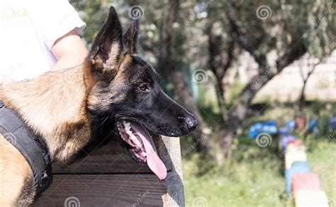 Beautiful Angry Aggressive Dog Belgian Shepherd Malinois Grab Criminal