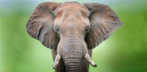 Elephant 4k Ultra HD Wallpaper | Background Image | 6143x3019