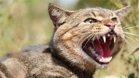 Australia Aims To Cull 2 Million Feral Cats Nz