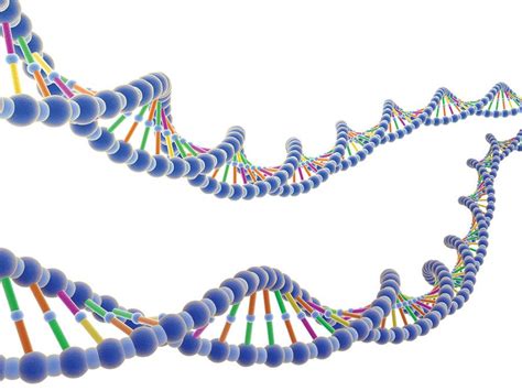 Polymerase Chain Reaction Definition And Steps Britannica