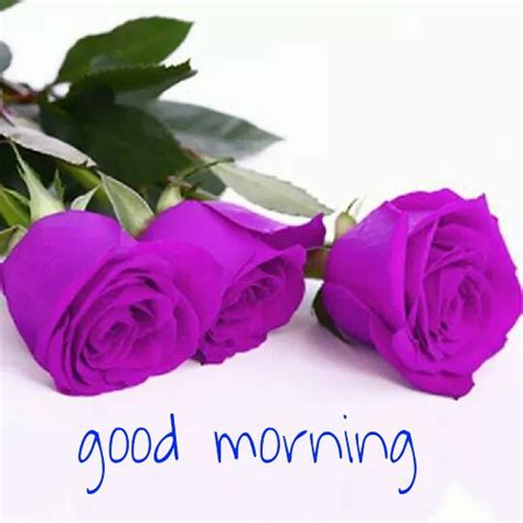 Good Morning Blue Roses