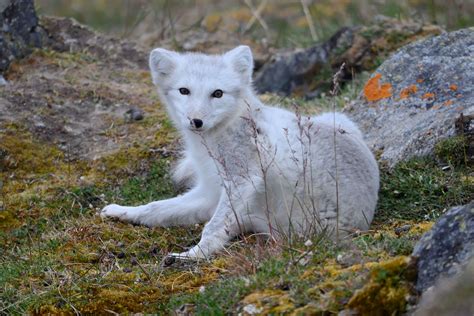 Photo Arctic Fox
