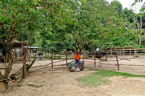 Wild west cowboy port dickson (facebook). Ostrich Farm