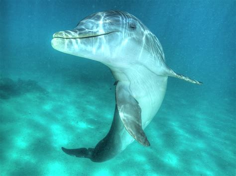 Underwater View Of Bottlenose Dolphin Photograph By Stuart Westmorland