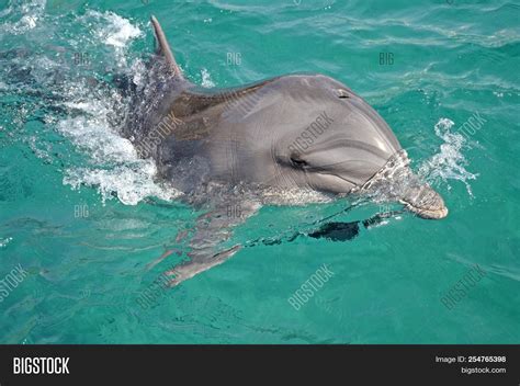 Black Sea Dolphin Image And Photo Free Trial Bigstock