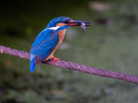 Explore The Beauty Of North Carolinas Kingfisher A Guide To Spotting