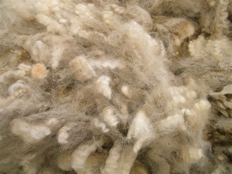 Filecrossbred Wool