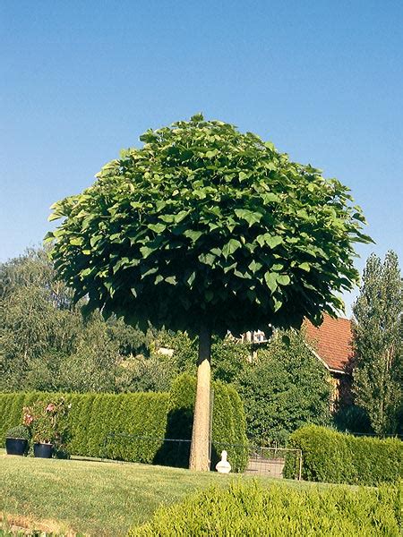 Zum unterpflanzen und zum beschatten des wurzelbereichs eines hausbaumes sind niedrige, teppichbildende stauden ideal. Kugel-Trompetenbaum | Garten