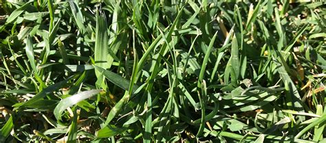 Turf Finder Tall Fescue Turf Varieties