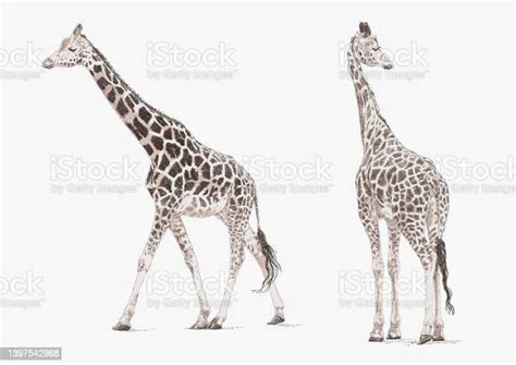 Giraffes Walking And Looking Back Stock Illustration Download Image