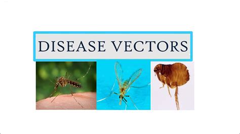 7 Disease Vectors Sem Vi Insects Vectors And Diseases Youtube