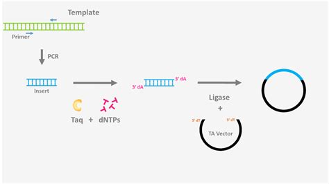 The Primary Function Of Dna Ligase Is To
