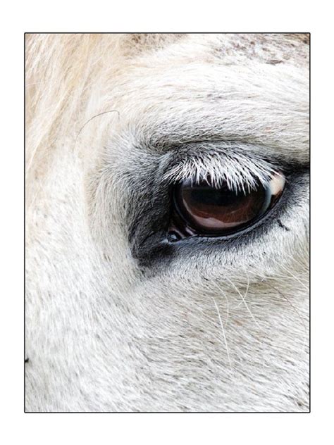 Love Horses Eyes Horse Drawing Horse Art Horse Head Equine Eye
