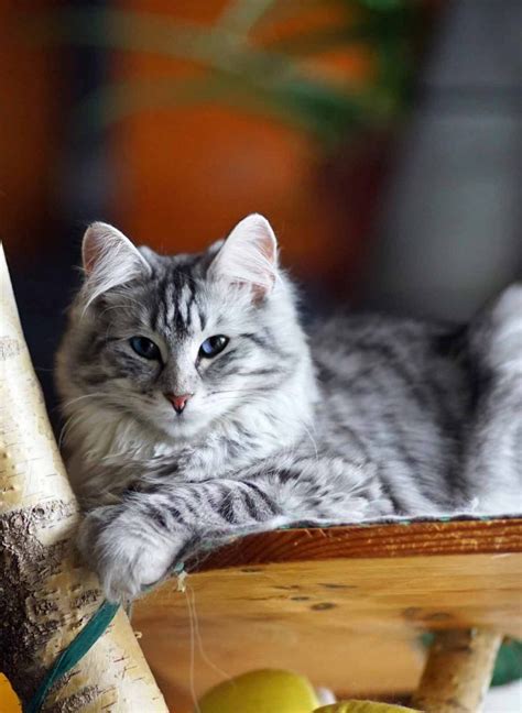 How Much Does A Purebred Norwegian Forest Cat Cost Cat