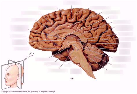 Anatomy Lab Test 3 Midsagittal And Misc Human Brain Diagram Quizlet