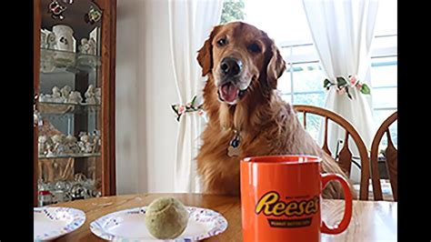 Funny Dog Drinks Morning Coffee Dog Drinks From Coffee Cup Youtube