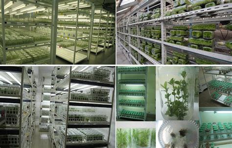 Plant Factory Project Plant Tissue Culture Lab Hicool
