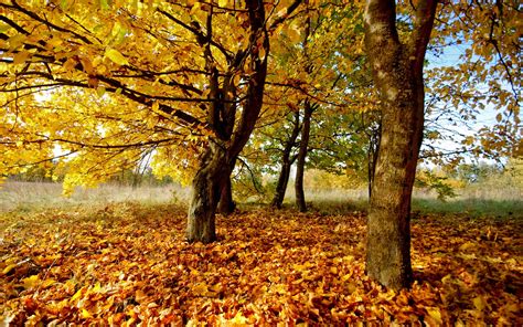 Brown Trees With Dried Leaves On Ground Hd Wallpaper Wallpaper Flare