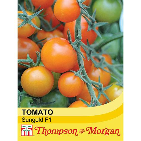 Tomato Sungold F1 Hybrid Seeds Thompson And Morgan
