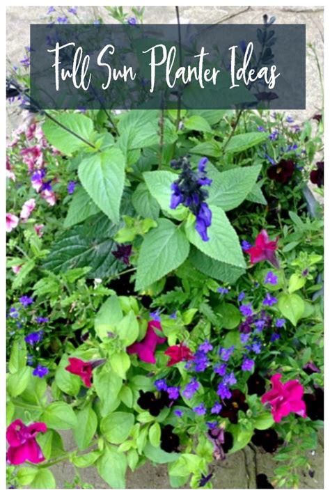 Maybe you would like to learn more about one of these? Full Sun Planter Ideas - Containers that Will Last All Season