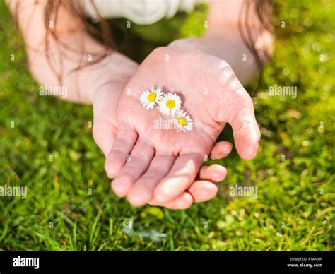 Hand Of Woman Holding Daisy Blossoms Stock Photo Alamy