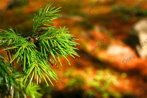 Closeup Shot Of Pine Tree Leaves In The Kumrat 1744139