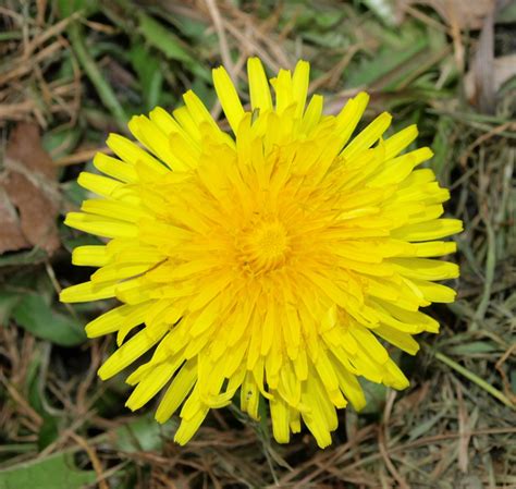 Raw Edible Plants Dandelion Taraxacum Officinale