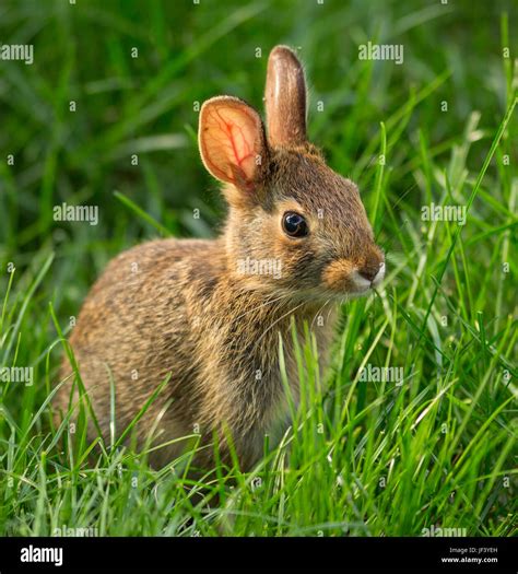 Arlington Virginia Usa June 4 2017 Bunny Rabbit In Grass Wild