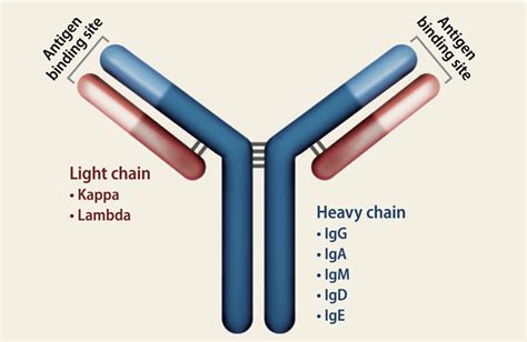 Structure Of A Normal Immunoglobulin Ig Molecule Each Immunoglobulin