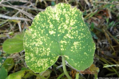 Gartenlexikon von a bis z: Sind Gurken mit Mehltau essbar oder giftig? - Gartenlexikon.de