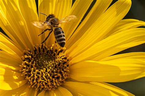 Die seite 1 für aktuelle nachrichten und themen, bilder und videos aus den bereichen news, wirtschaft, politik, show, sport, und promis. Gelb Foto & Bild | landschaft, pflanzen, tiere Bilder auf ...