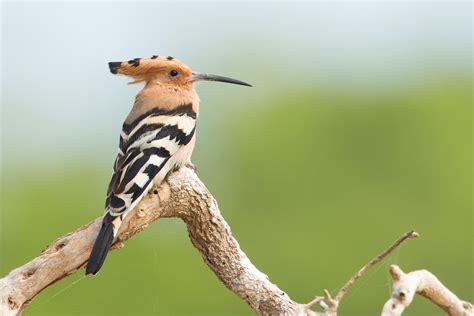 Photograph Common Hoopoe By Milan Zygmunt On 500px