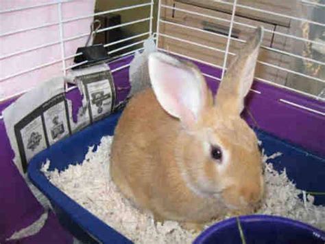 Bunny Rabbit Pipkin Small Baby Male Rabbit For Sale In Rancho