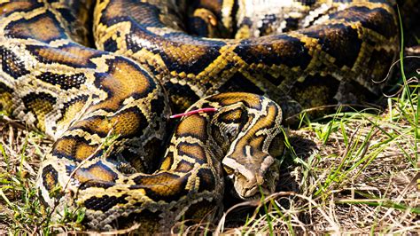 Pythons Are Eating Their Way Through Everglades Food Chain