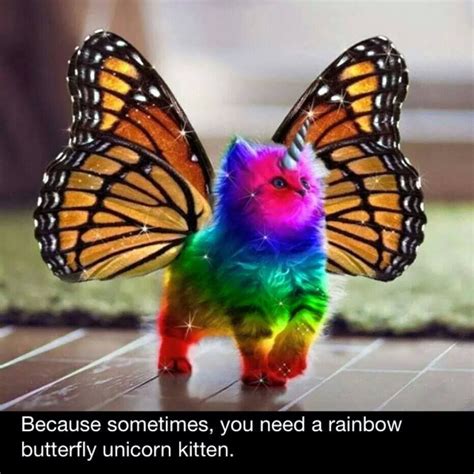Jason Elsom On Twitter Rainbow Butterfly Unicorn Kitten Rainbow