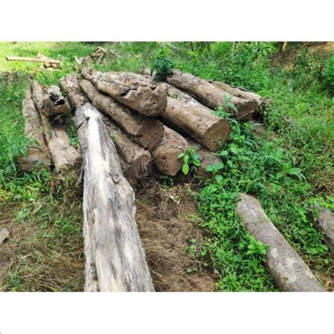 Nilambur Forest Teak Wood Logs At Best Price In Pathanapuram Akn Traders