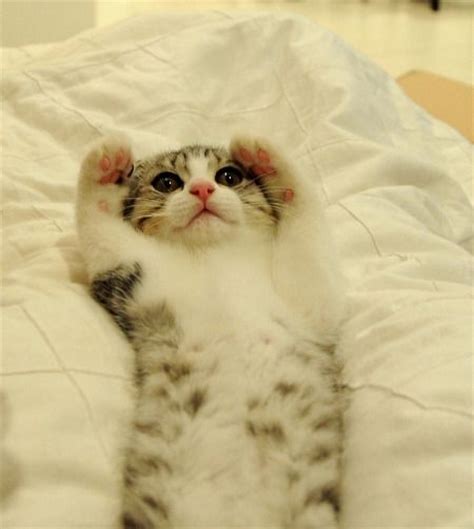 Cute Scottish Fold Kitten Cat Craze Pinterest