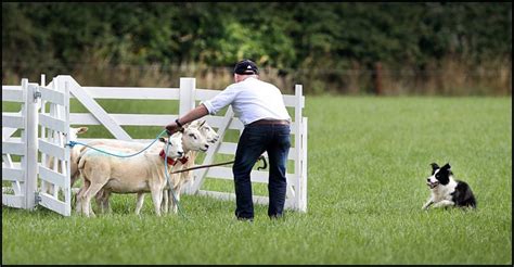 Donegal Man Sammy Long And His Dog Moss Triumph At National Sheepdog