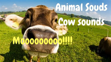 Cow Mooing Animal Sounds Youtube