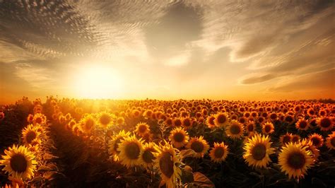 If you're looking for the best aesthetic backgrounds then wallpapertag is the place to be. 1920x1080 Sunflowers Sunset Laptop Full HD 1080P HD 4k Wallpapers, Images, Backgrounds, Photos ...