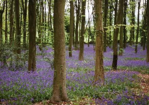 Visit 9 Of The Best Bluebell Woods In North Somerset Places To Visit
