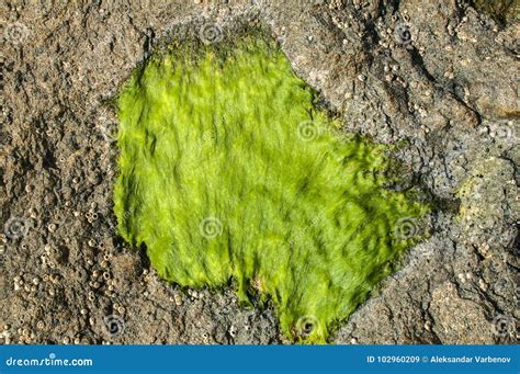 Rock Surface With Green Algae Stock Image Image Of Green Natural
