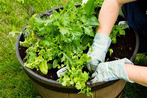 Every container has a single. 5 tips for container gardening | Better Homes and Gardens