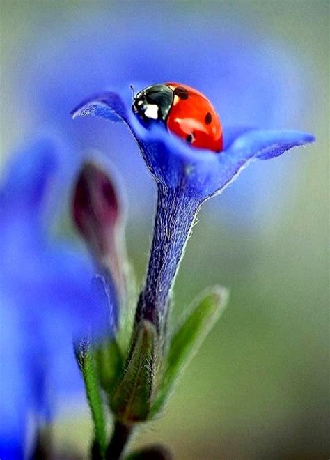 Voir plus d'idées sur le thème muguet, coccinelle envoyez un joli brin de muguet porte bonheur pour le 1er mai par email ou par facebook, service de cartes virtuelles gratuit. Épinglé par Rémy Habasque sur colors | Coccinelle, Insectes